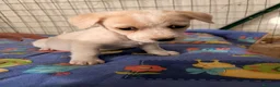 Meticcio cani in regalo: LA TENERA MENTINA - Annuncio 1