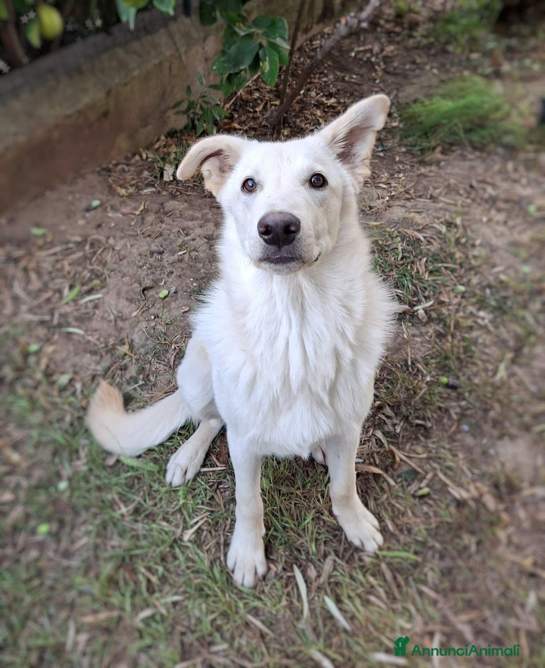 Meticcio cani in regalo: SID 💙 -cucciolotto. Non lasciatelo in un box 🙏🏻 - Annuncio 5