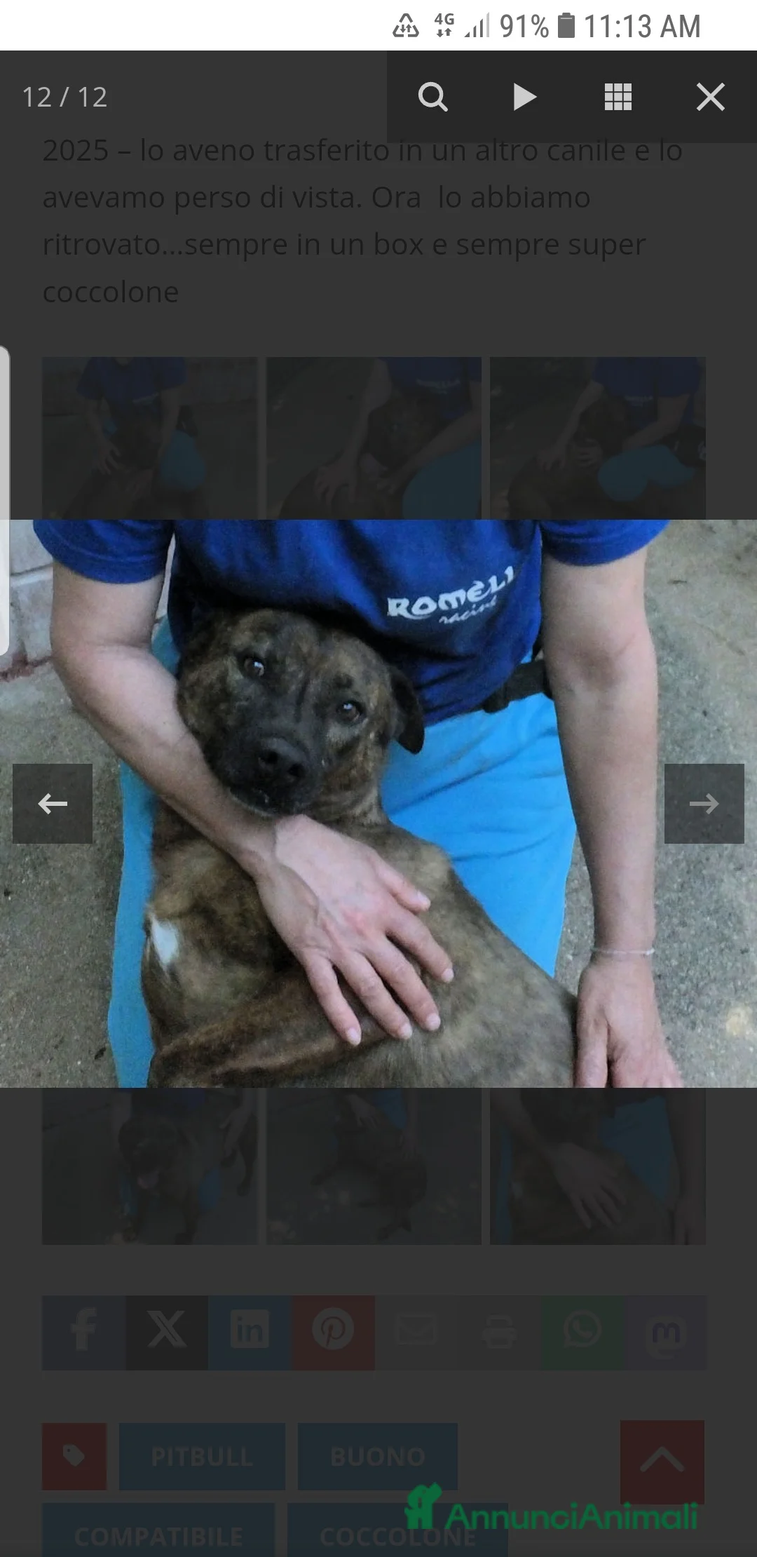 Pitbull cani in regalo: ADOZ.DEL CUORE:simil pit, sorridente,bravo e buono - Annuncio 4