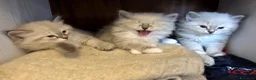 Siberiano gatti in vendita: Cuccioli gatti Siberiani Neva Masque Pedigree ANFI a Città Metropolitana di Bologna - Annuncio 4