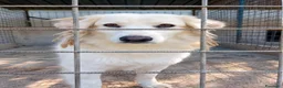 Meticcio cani in regalo: CELINE, due anni, simil golden, bellissima - Annuncio 3