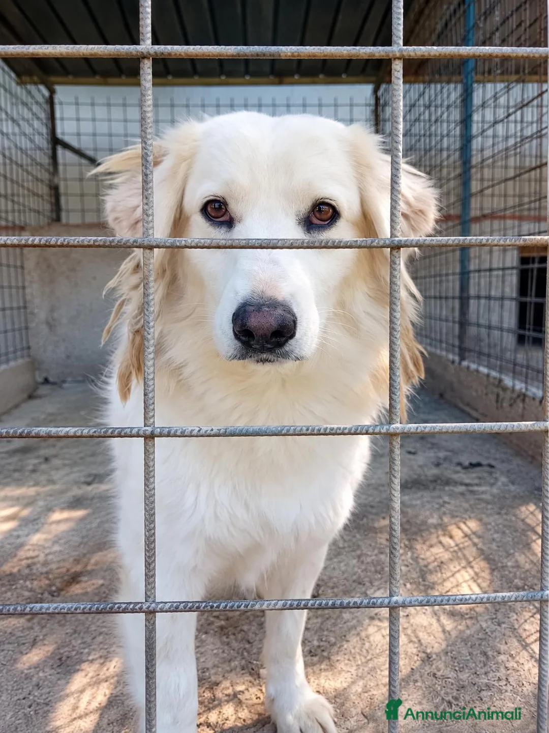 Meticcio cani in regalo: CELINE, due anni, simil golden, bellissima - Annuncio 3