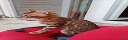 Bengala gatti in vendita: Cucciolo Bengala affettuosi e giocherelloni - Annuncio 6