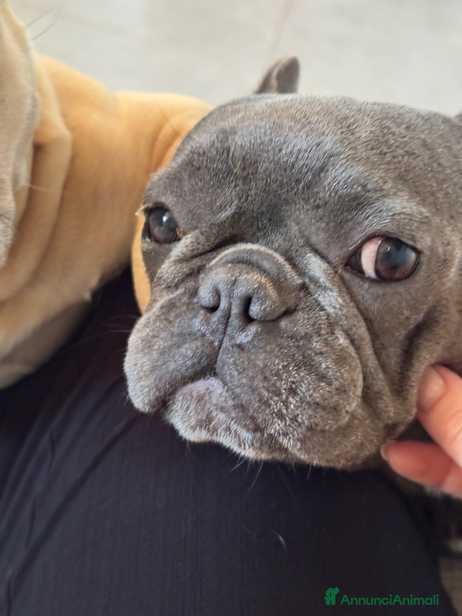 Bulldog Francese cani Cuccioli di bulldog francese - Annuncio 2