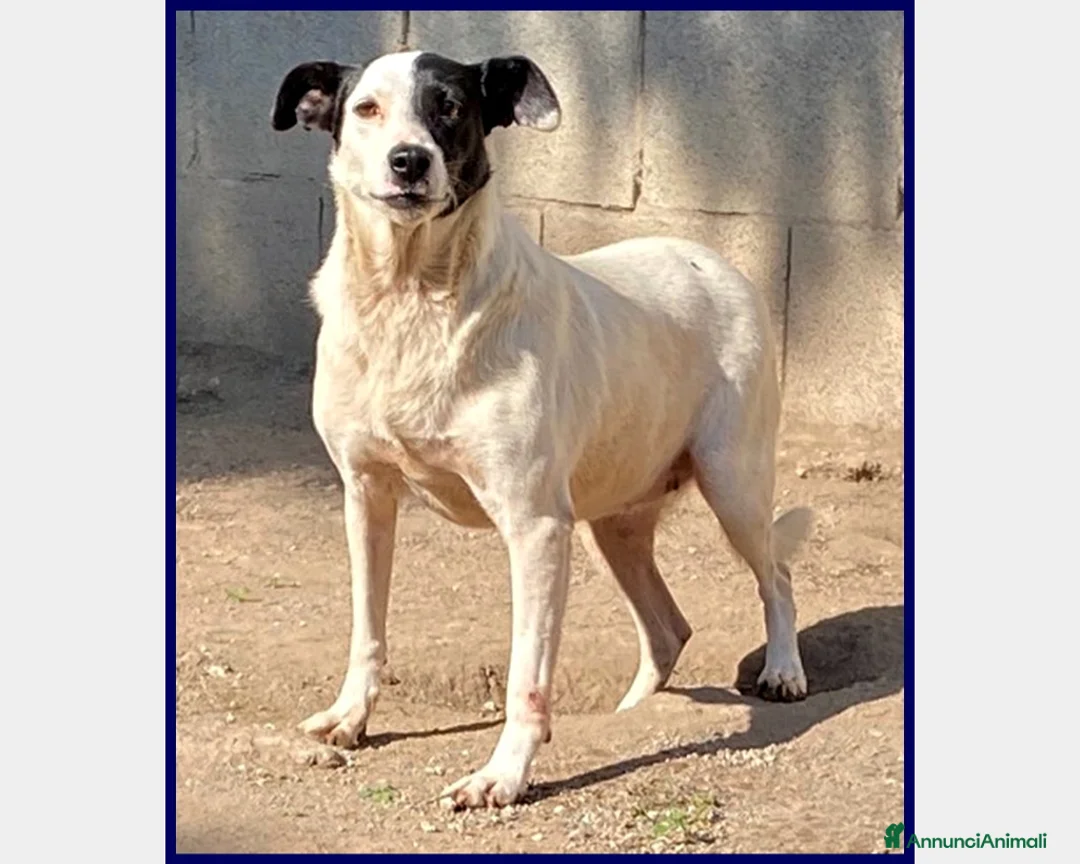 Meticcio cani in regalo: MASCIA 6 ANNI, BELLA E PARTICOLARE...E' ANCORA IN  a Roma - Annuncio 6