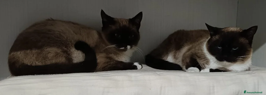 Siamese gatti in vendita: Meravigliosi siamesi - Annuncio 3