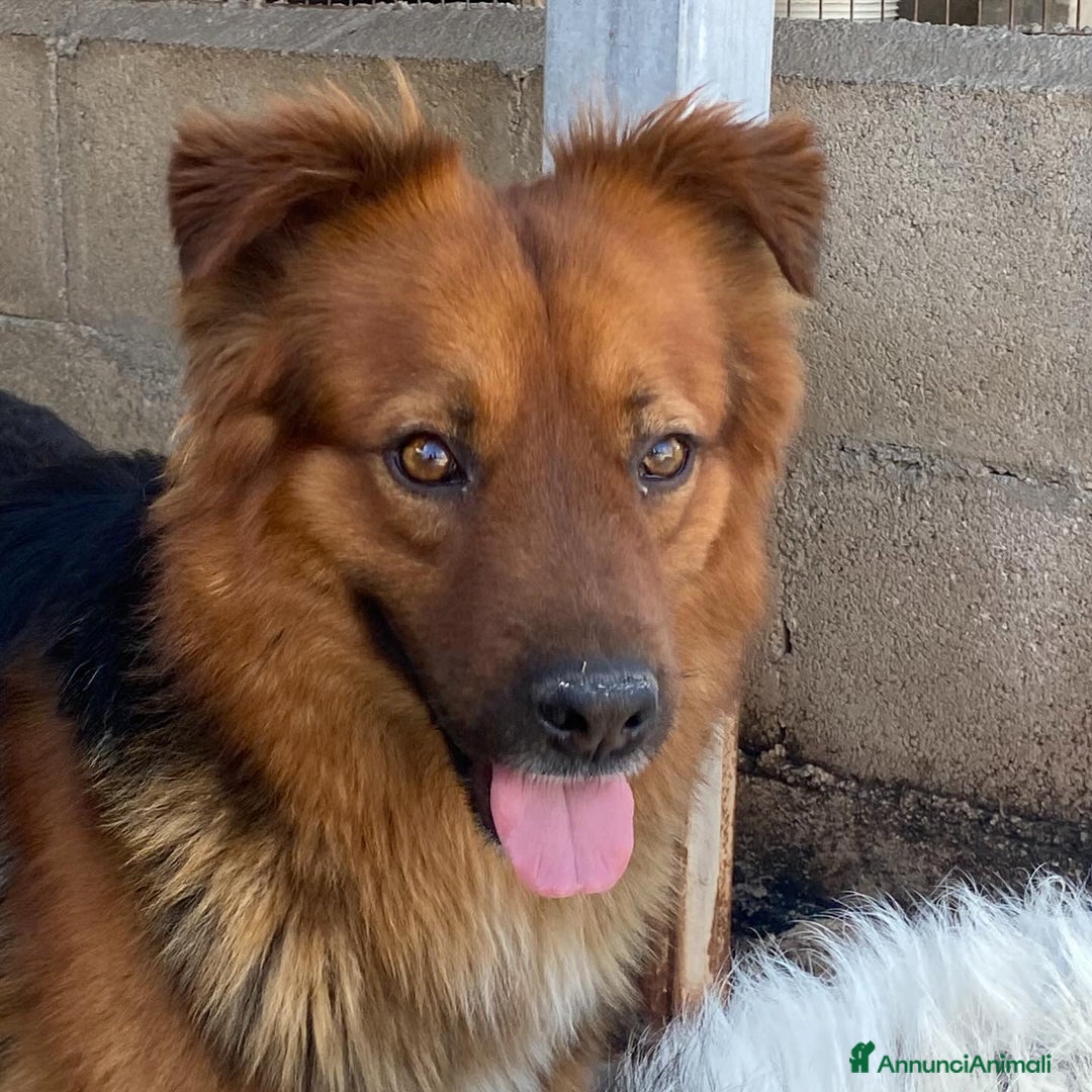 Meticcio cani in regalo: Whisky dolce cagnolino 4 anni cerca casa  a Provincia di Latina - Annuncio 3