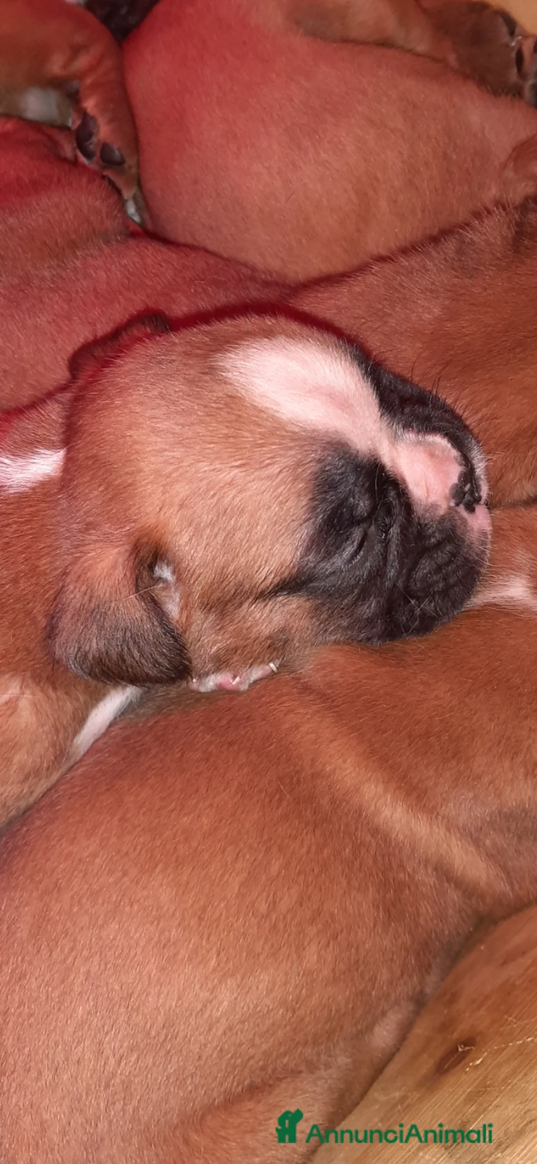 Boxer cani in vendita: Boxer Cuccioli  - Annuncio 2