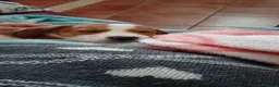 Meticcio cani in regalo: cagnolina - Annuncio 5