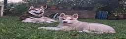 Husky cani in vendita: Splendidi cuccioli di siberian husky - Annuncio 5