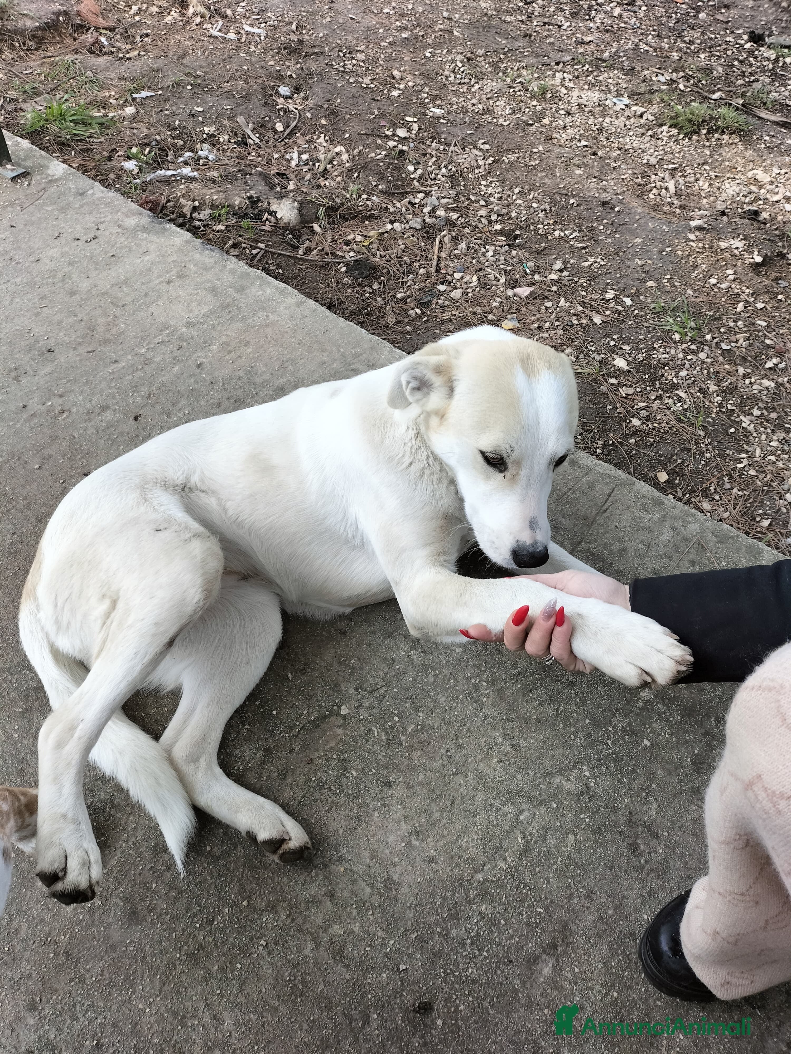 Meticcio cani Macchia cucciola dai dolcissimi occhioni nocciola  - Annuncio 2