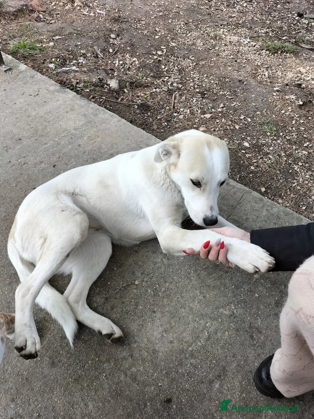 Meticcio cani in regalo: Macchia cucciola dai dolcissimi occhioni nocciola  - Annuncio 2