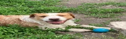 Meticcio cani in regalo: Simil spinone  a Città Metropolitana di Napoli - Annuncio 1