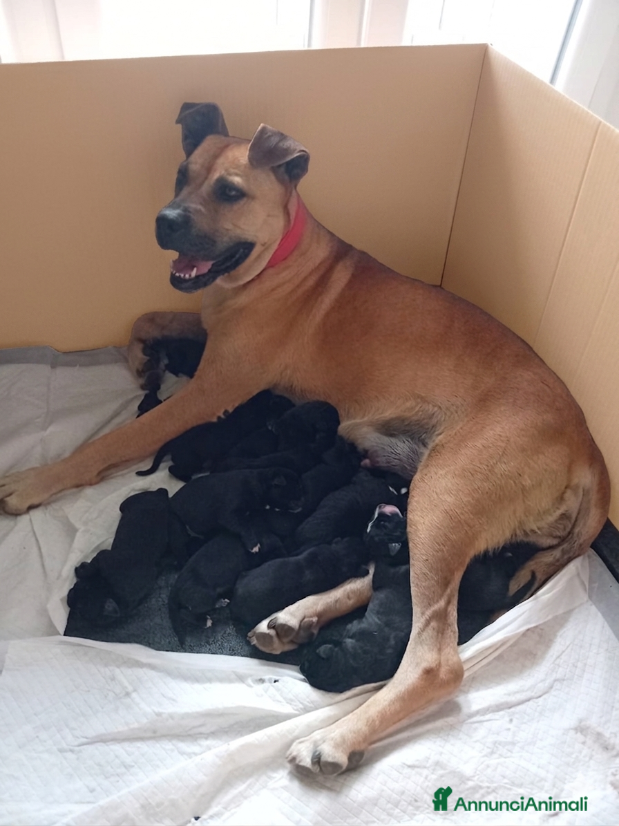Cane Corso cani Cuccioli Cane Corso - Annuncio 1