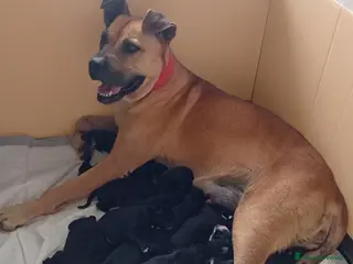 Cane Corso cani Cuccioli Cane Corso - Annuncio 1