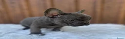 Bulldog Francese cani in vendita: Bulldog francese cuccioli - Annuncio 4