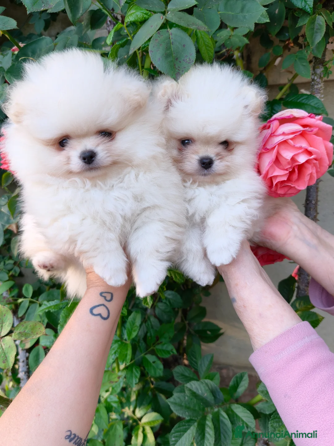 Volpino Pomerania cani in vendita: Volpino di Pomerania  - Annuncio 2