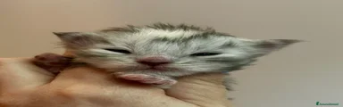 Maine Coon Gattino 2