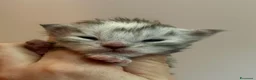 Maine Coon gatti in vendita: Prenotazione cuccioli Maine Coon  - Annuncio 5
