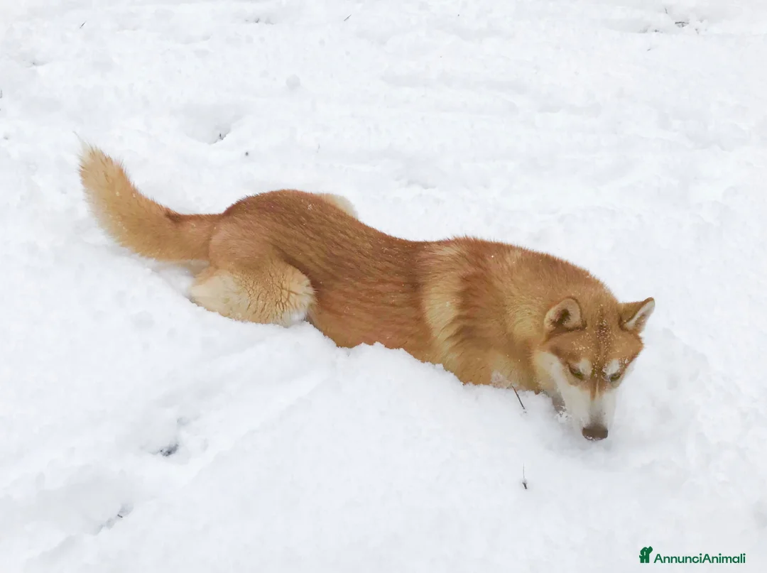Husky cani per accoppiamento: Siberian Husky per monta  - Annuncio 2