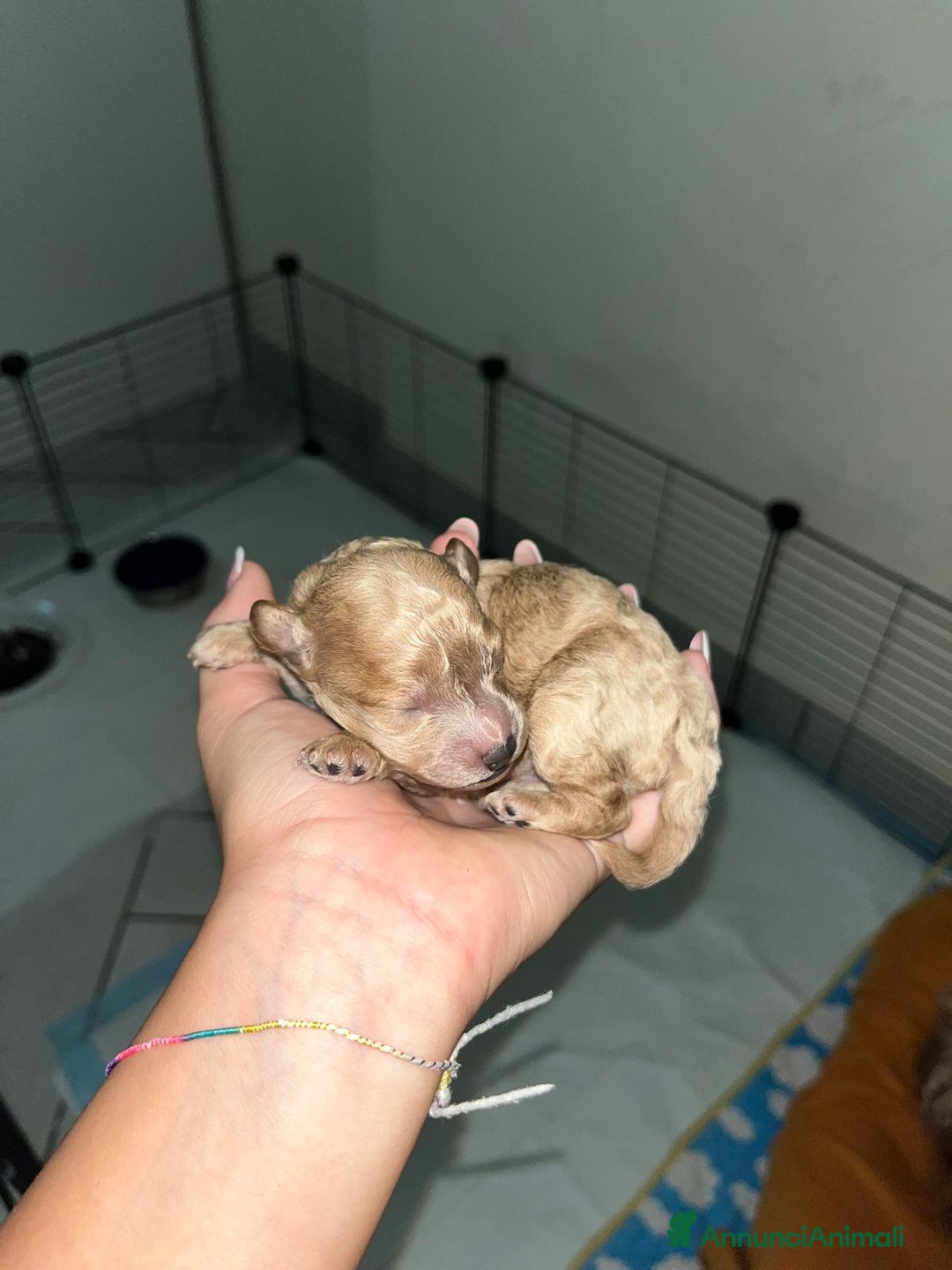 Barboncino Toy cani in vendita: VENDO CUCCIOLI DI BARBONCINO TOY - Annuncio 14