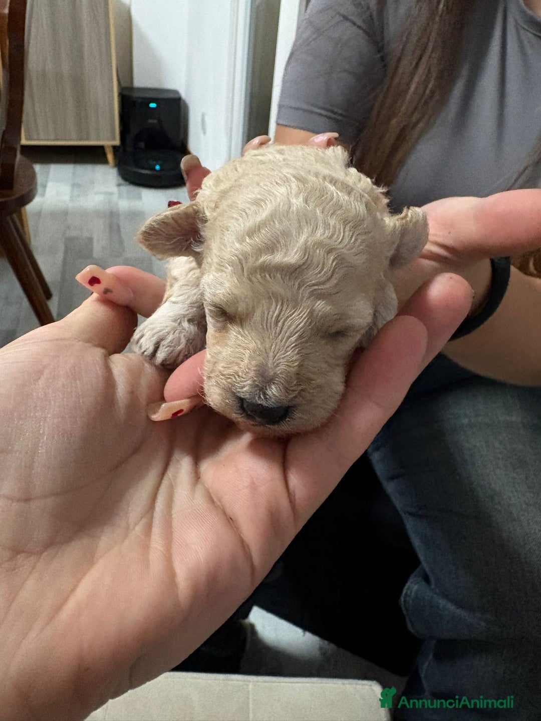 Barboncino Toy cani in vendita: Barboncini toy  - Annuncio 1