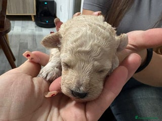 Barboncino Toy cani Barboncini toy - Annuncio 19