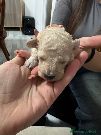 Barboncino Toy cani Barboncini toy - Annuncio 5