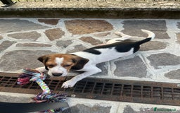 Beagle cani in vendita: Bellissimo cucciolo di Beagle a Provincia di Bergamo - Immagine 1