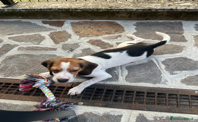 Beagle cani a Provincia di Bergamo - Annuncio 1
