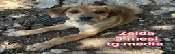 Meticcio cani in regalo: TROPPI CUCCIOLI SOLI IN RIFUGIO  a Provincia di Verona - Annuncio 5