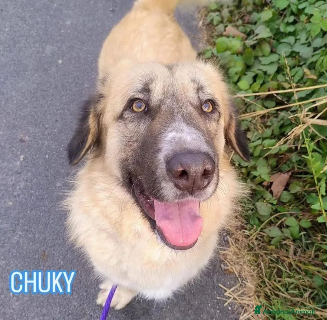 Meticcio cani in regalo: Una famiglia per Ciaky, cagnolino buonissimo a Provincia di Savona - Annuncio 1