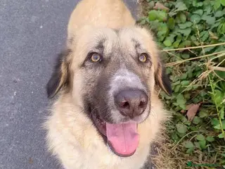 Meticcio cani Una famiglia per Ciaky, cagnolino buonissimo - Annuncio 5
