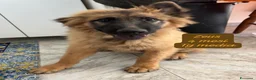 Meticcio cani in regalo: Bellissimi cuccioli in rifugio  a Città Metropolitana di Bologna - Annuncio 11