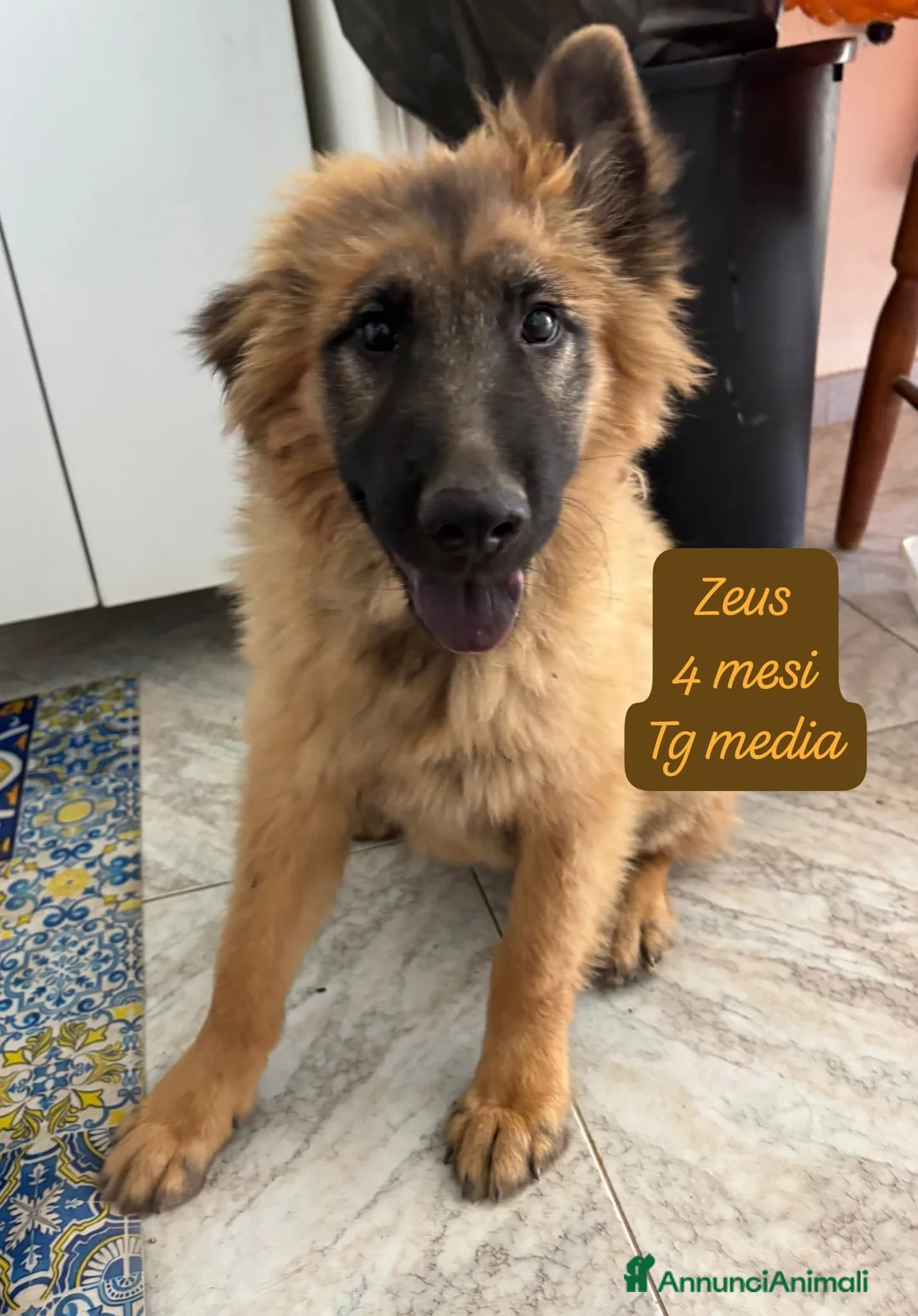 Meticcio cani in regalo: Bellissimi cuccioli in rifugio  a Città Metropolitana di Bologna - Annuncio 11