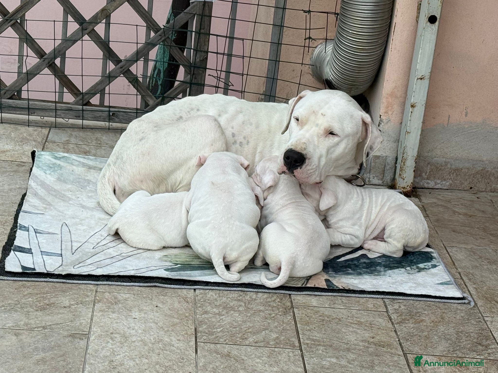 Dogo Argentino cani Cucciolo maschio dogo argentino  - Annuncio 1