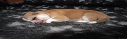 Akita Inu cani in vendita: ULTIMO MASCHIETTO DI AKITA DISPONIBILE LOMBARDIA - Annuncio 3