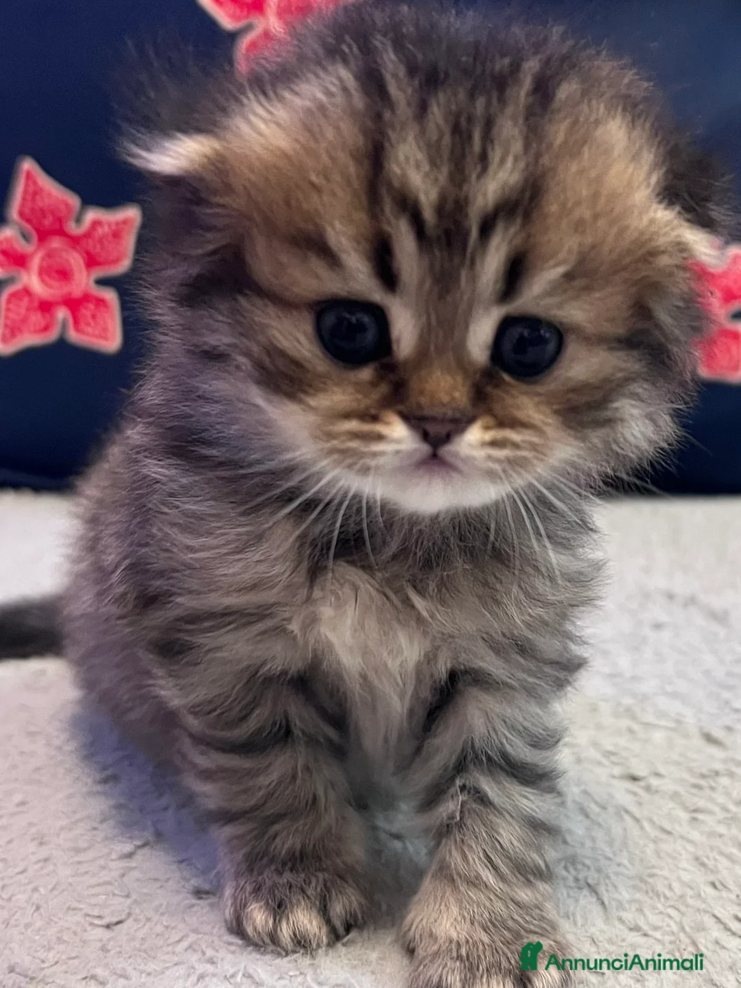 Scottish gatti in vendita: Gattini Scottish/British a Provincia di Pistoia - Annuncio 2