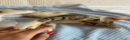 Meticcio gatti in regalo: Marina  a Provincia di Foggia - Annuncio 2