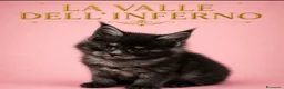 Maine Coon gatti in vendita: Cuccioli  maine coon - Annuncio 1