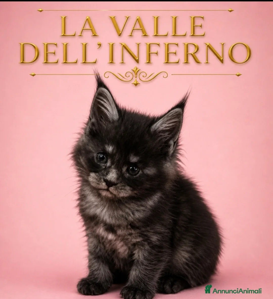Maine Coon gatti in vendita: Cuccioli  maine coon - Annuncio 1