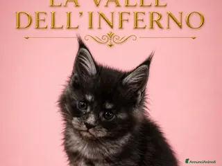 Maine Coon gatti in vendita: Cuccioli maine coon - Annuncio 2