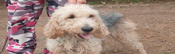 Spinone cani in regalo: CARA E DOLCE GINEVRA CHI TI HA FATTO COSI MALE? - Annuncio 1