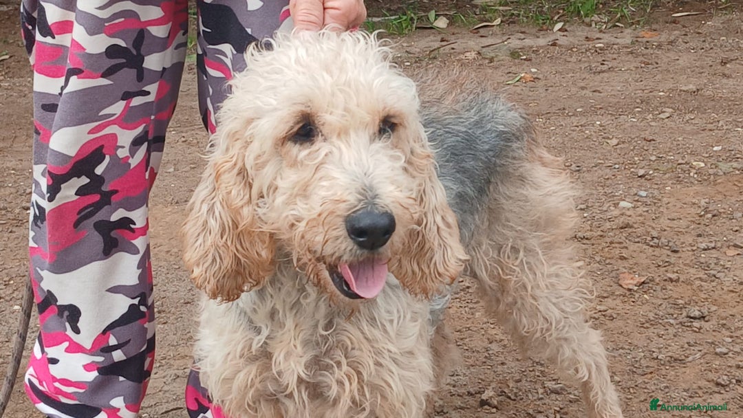 Spinone cani in regalo: CARA E DOLCE GINEVRA CHI TI HA FATTO COSI MALE? - Annuncio 1