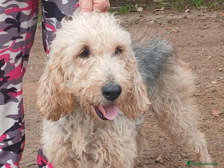 Spinone cani CARA E DOLCE GINEVRA CHI TI HA FATTO COSI MALE? - Annuncio 1