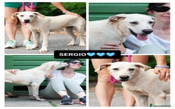 Altre razze cani in regalo: sergio - Immagine 1