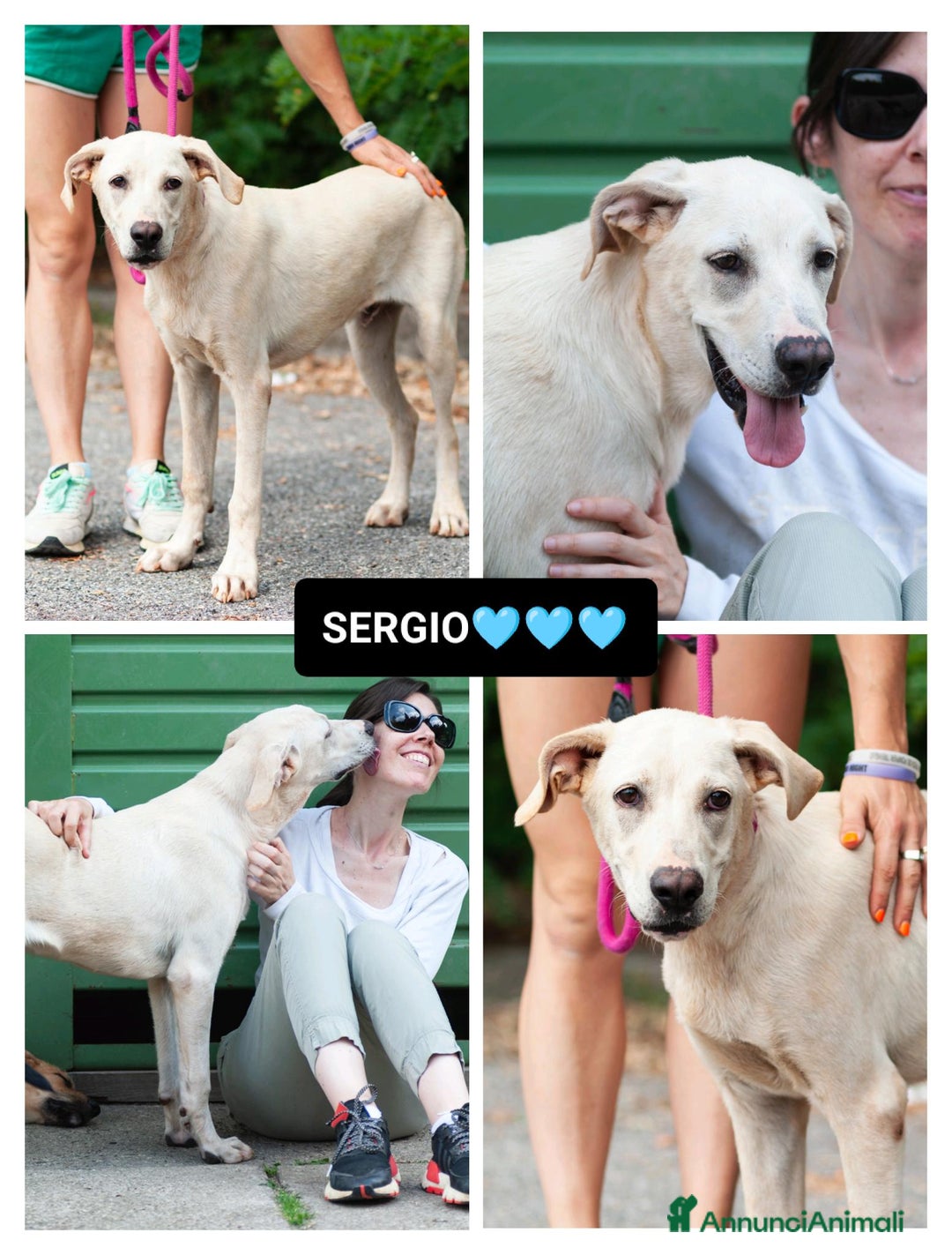 Altre razze cani in regalo: sergio - Immagine 1