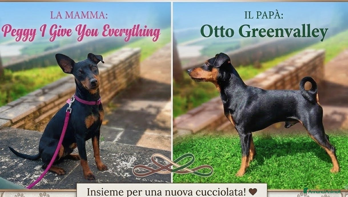 Pinscher Miniatura cani Zwergpinscher con pedigree enci - Annuncio 1
