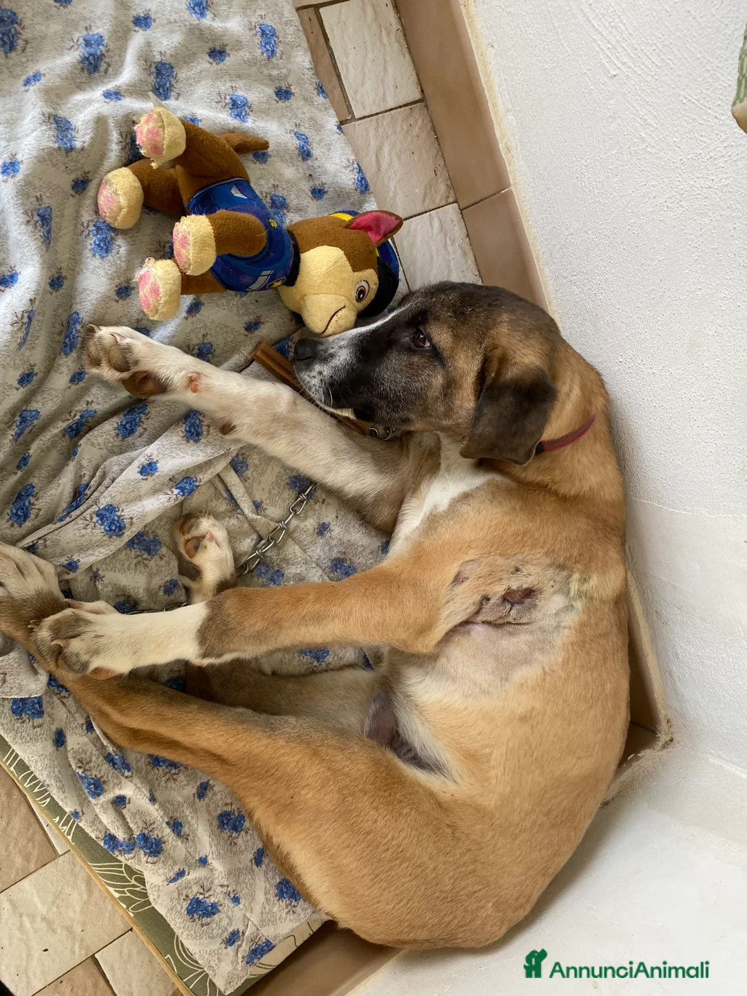 Meticcio cani in regalo: Cucciolo di meticcio in regalo a Libero consorzio comunale di Agrigento - Annuncio 1