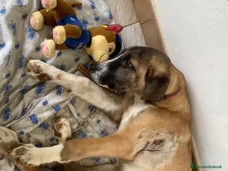 Meticcio cani Cucciolo di meticcio in regalo a Libero consorzio comunale di Agrigento - Annuncio 1
